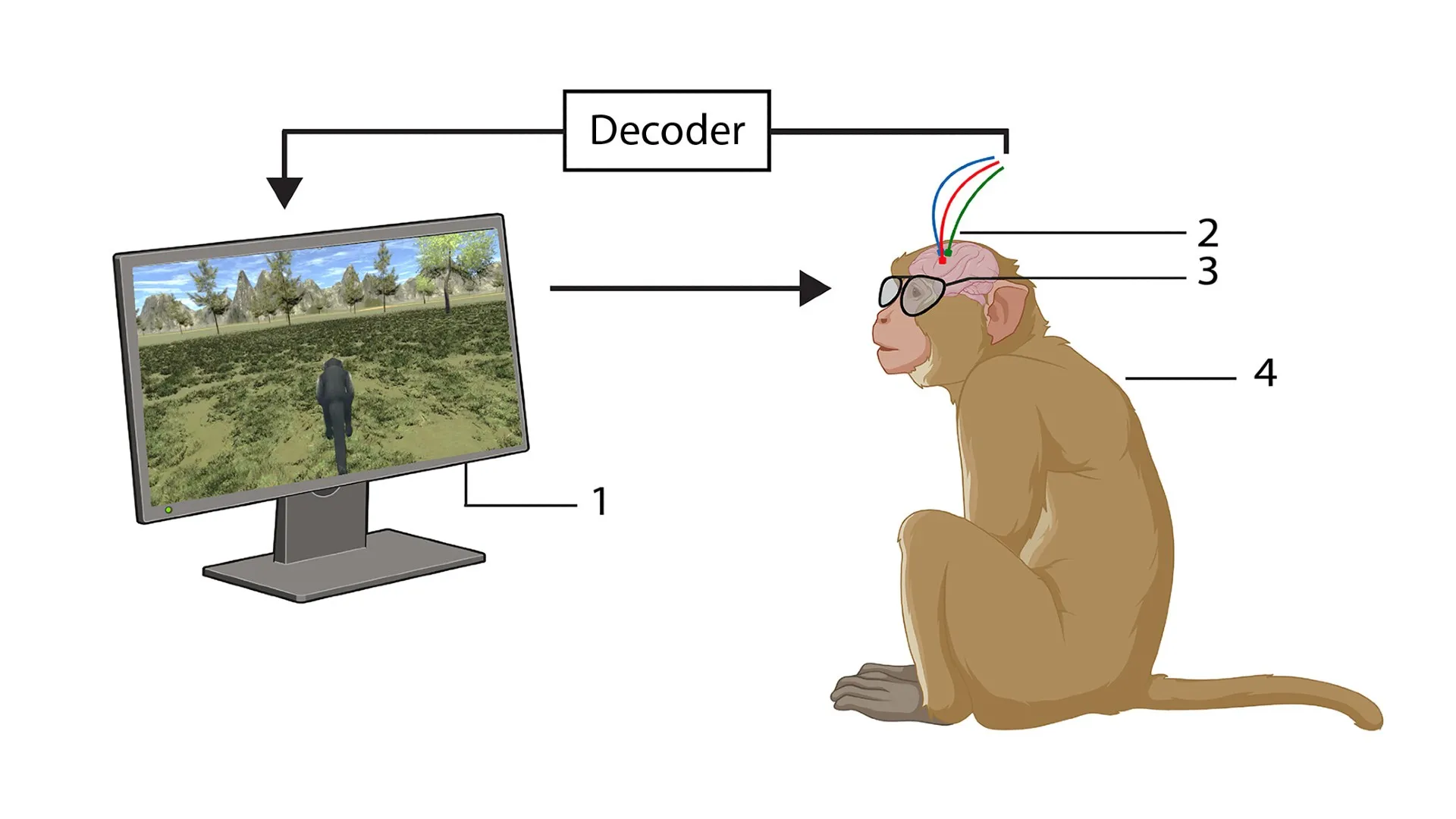 Des singes naviguent dans des mondes virtuels en utilisant uniquement la pensée dans une nouvelle étude BCI